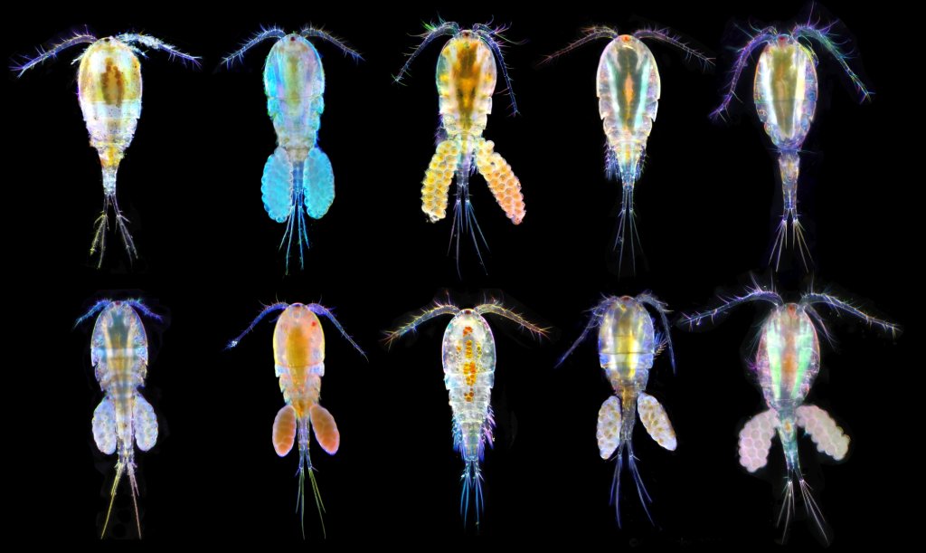 copepod