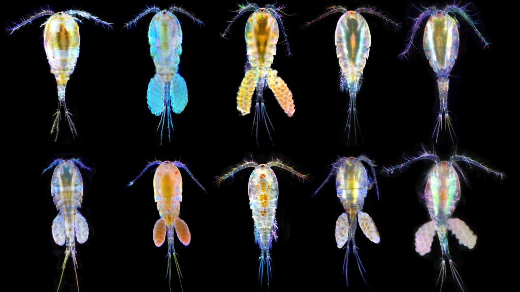 copepod