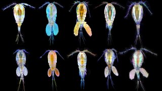 copepod