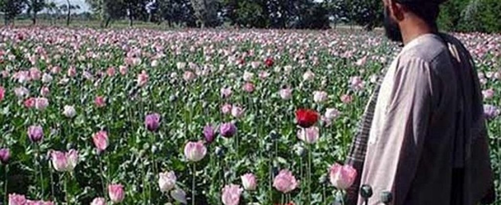 2013_06_23_hoa_than_chet13.jpg.0.570.cache