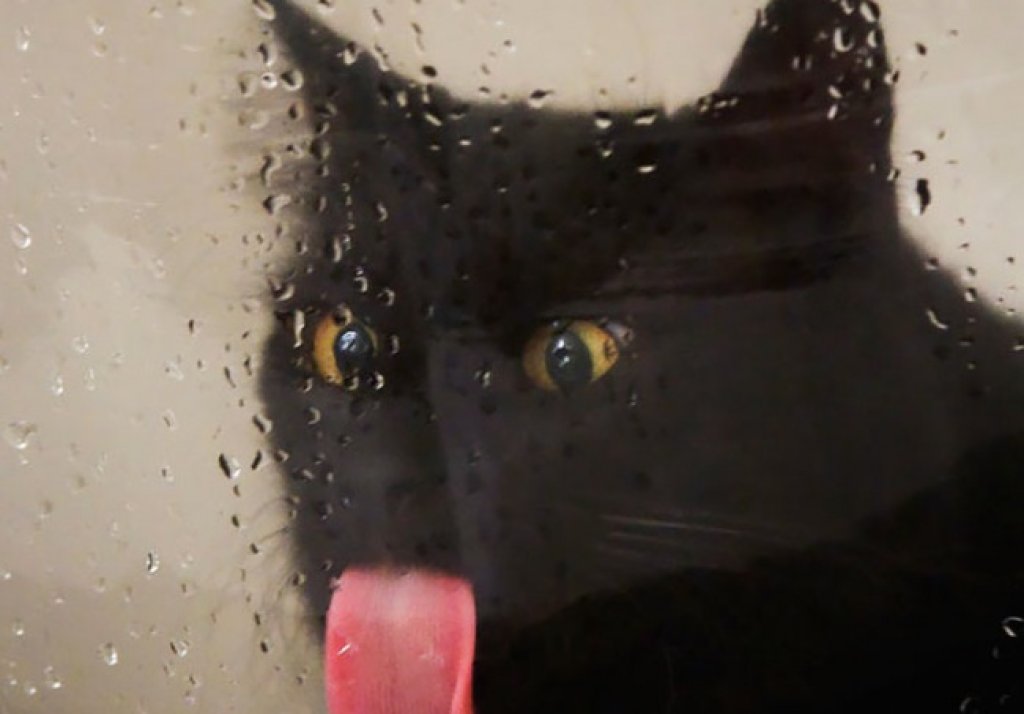 Котка