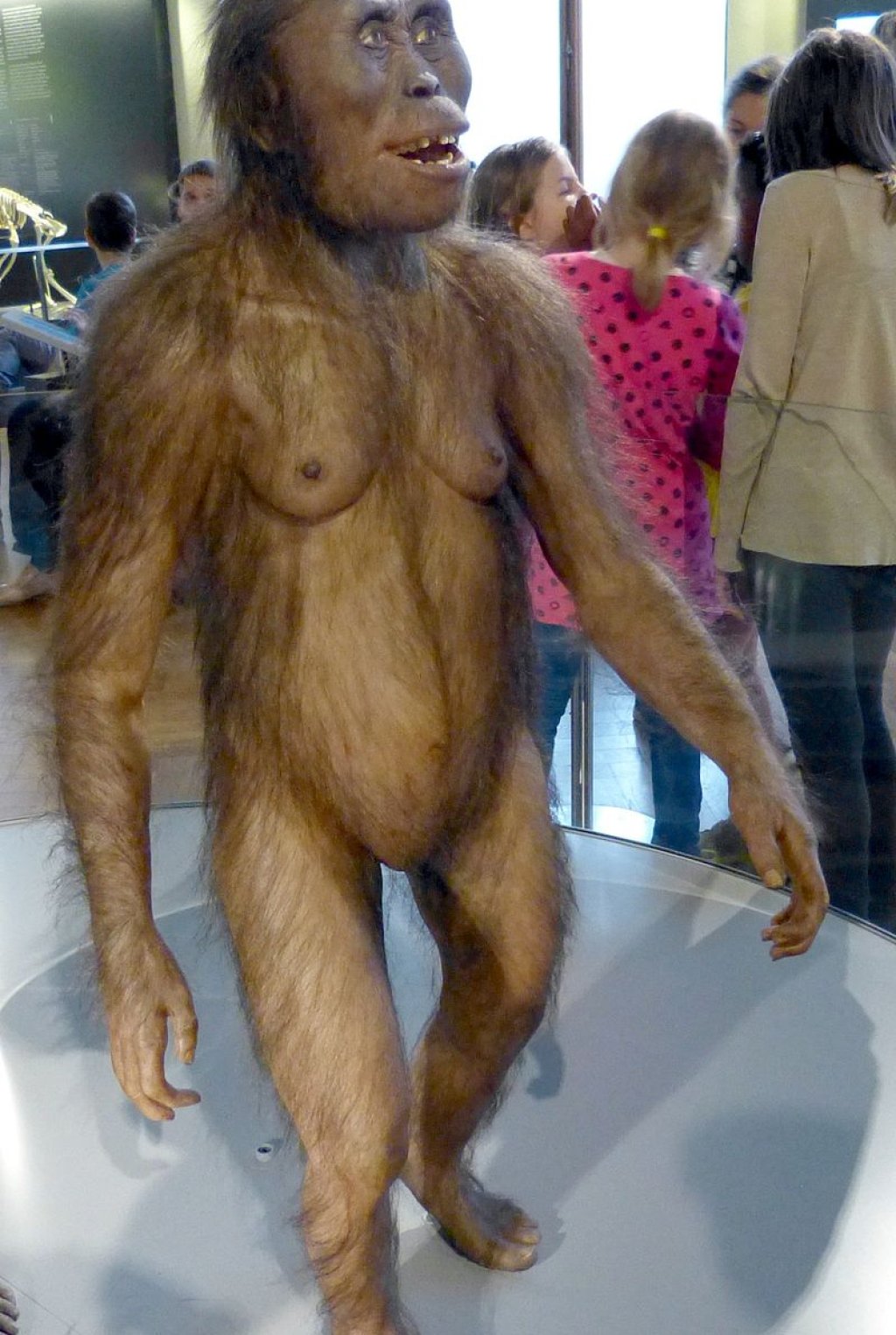 NHM_-_Australopithecus_afarensis_Modell_2