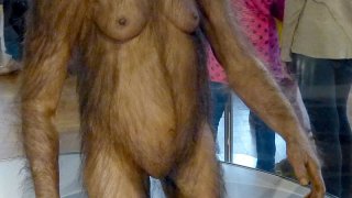 NHM_-_Australopithecus_afarensis_Modell_2