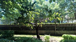 vishna (1)