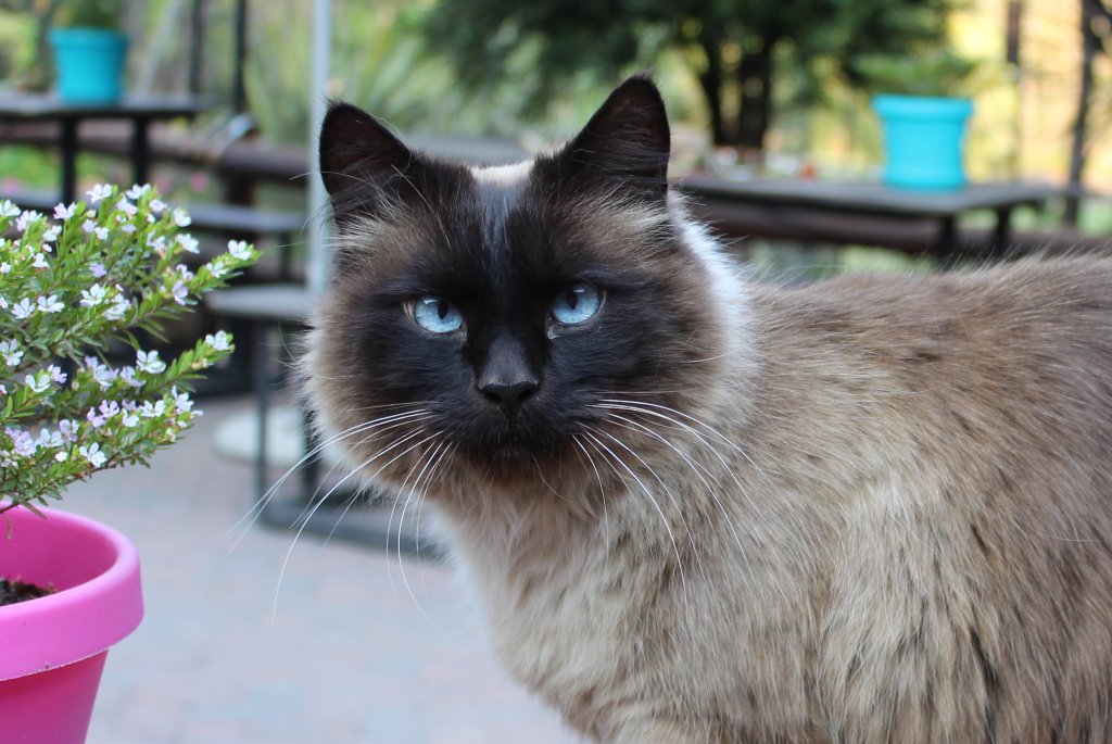 Балийска котка
Породата е наследник на сиамките, но за разлика от тях е с дълъг косъм. Тези котки винаги имат сини очи. Не е ясно дали балийските котки са резултат от генетична мутация при сиамките, или са кръстоска на сиамки с турска ангорска котка.
Въпреки че е кръстена на остров Бали в Индонезия, породата няма нищо общо с тази част на света – тя се появява в САЩ.