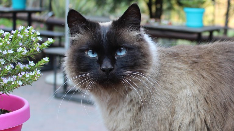 Балийска котка
Породата е наследник на сиамките, но за разлика от тях е с дълъг косъм. Тези котки винаги имат сини очи. Не е ясно дали балийските котки са резултат от генетична мутация при сиамките, или са кръстоска на сиамки с турска ангорска котка.
Въпреки че е кръстена на остров Бали в Индонезия, породата няма нищо общо с тази част на света – тя се появява в САЩ.