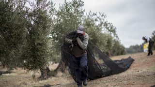Някои направо режат клони и цели дървета