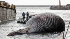 Тялото на огромен кит изплува край Южна Италия (снимки)