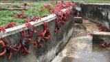 Впечатляващото шоу на ежегодната миграция на остров Рождество