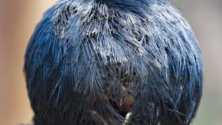 Най-смешните снимки на животни за 2025 г.