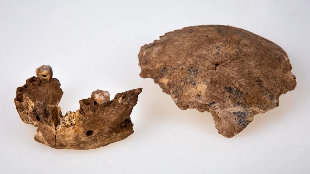 jaw-and-skull-fragment-l