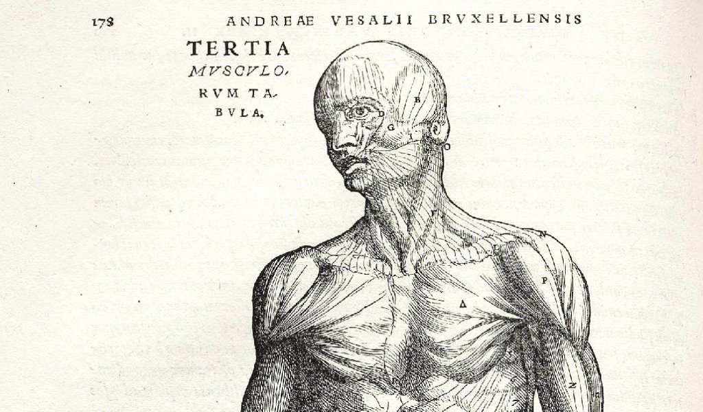 Vesalius_Fabrica_p178