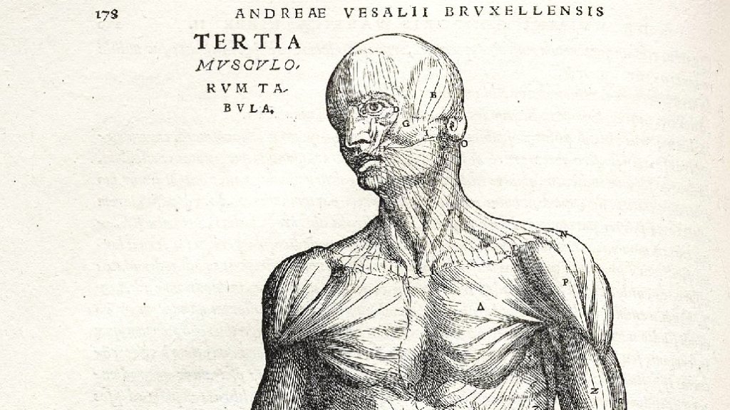 Vesalius_Fabrica_p178