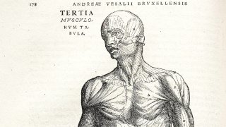 Vesalius_Fabrica_p178