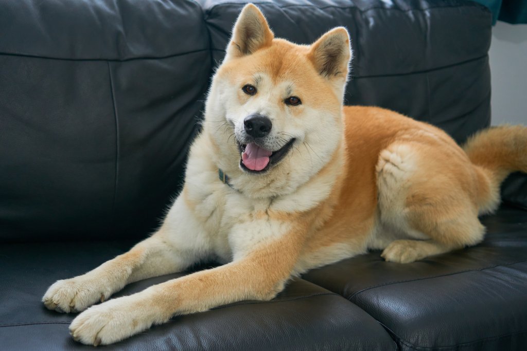 Акита инуАкита ину са порода, която е по-близка по характер до котките, отколкото до други породи кучета. Те са невероятно гальовни и любвеобилни, но са и плашливи и ревниви. Не обичат да делят стопаните си и играчките си, не обичат и някой да им нарушава дзен-а.