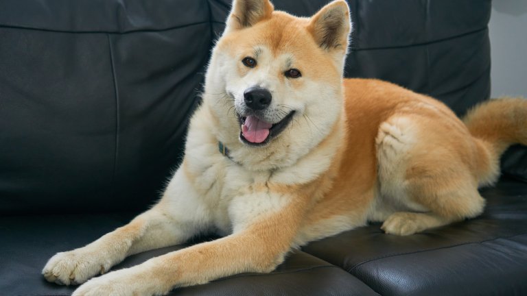 Акита инуАкита ину са порода, която е по-близка по характер до котките, отколкото до други породи кучета. Те са невероятно гальовни и любвеобилни, но са и плашливи и ревниви. Не обичат да делят стопаните си и играчките си, не обичат и някой да им нарушава дзен-а.