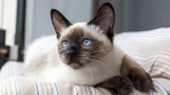 Сиамските котки менят цвета си според температурите
