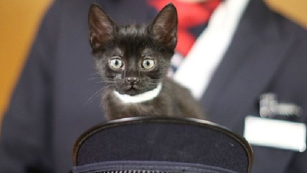 cat