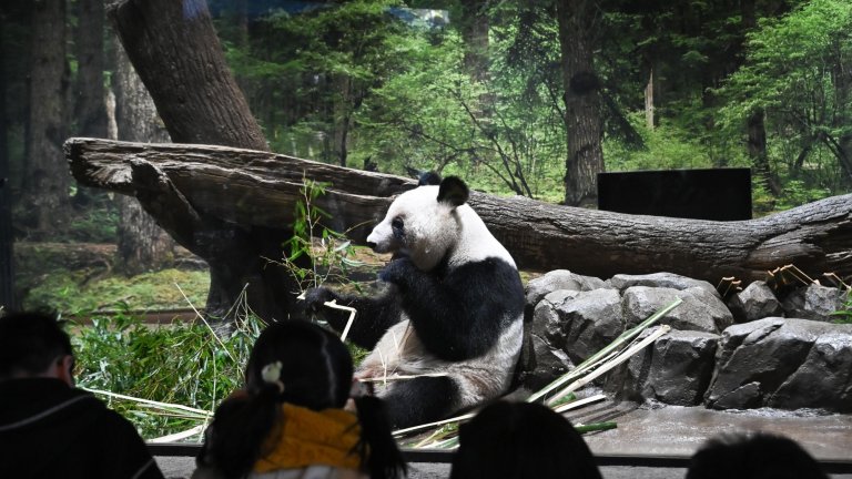 Сяо Сяо заминава за Китай.