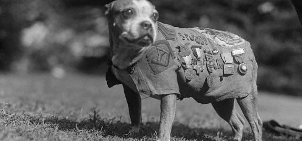 Dog Wearing Military Medals