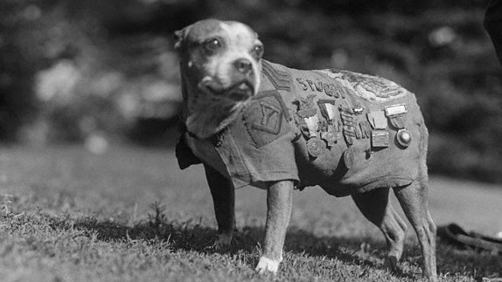 Dog Wearing Military Medals