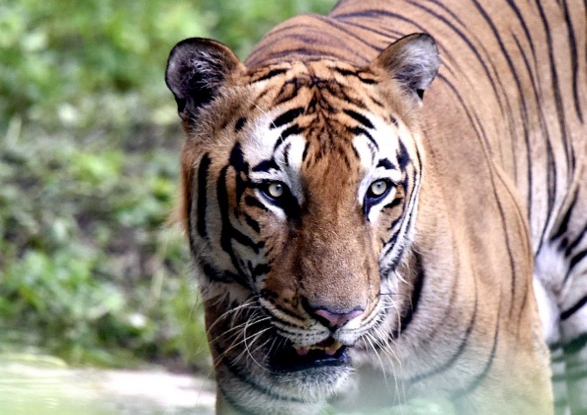 Тя ръководи резерват в Бутан, където има 22 тигъра.