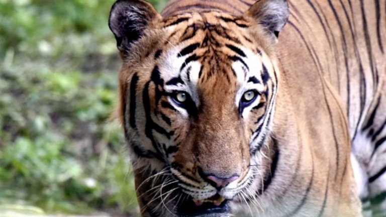 Тя ръководи резерват в Бутан, където има 22 тигъра.