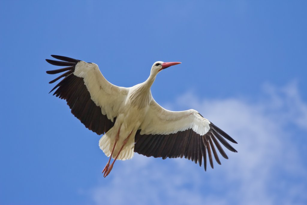 Ciconia_ciconia_-_01