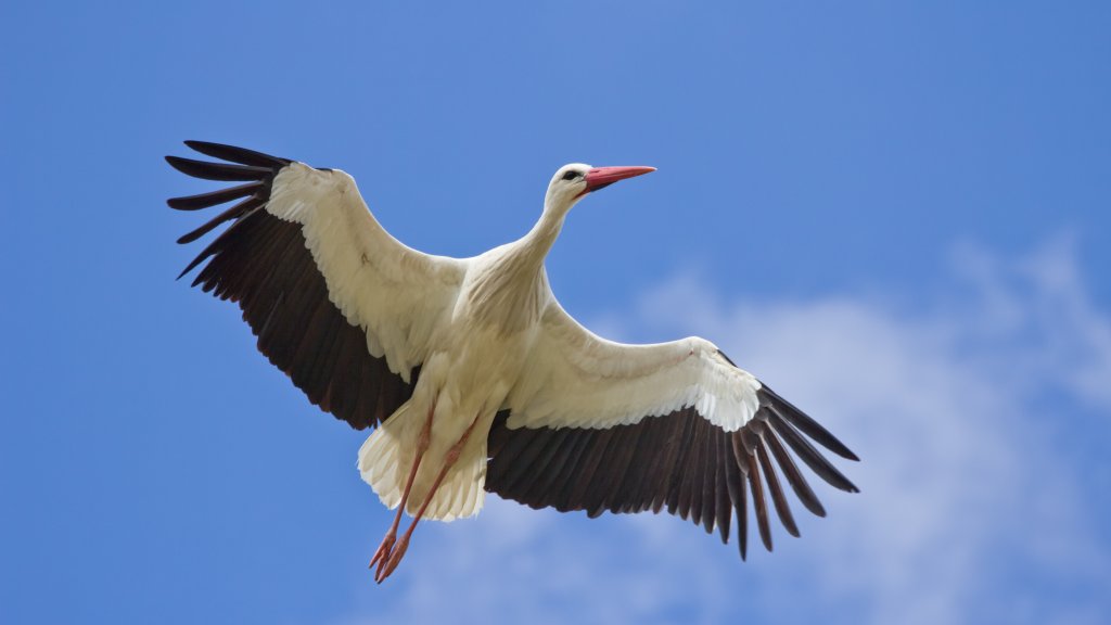 Ciconia_ciconia_-_01