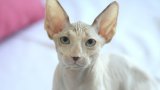 Котка за 20 хил. лева? Има и такава...