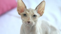 Котка за 20 хил. лева? Има и такава...