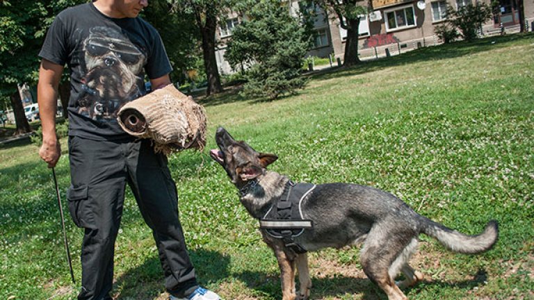 Немската овчарка няма да нападне, докато не получи команда