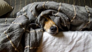 dogs-5021084_1920