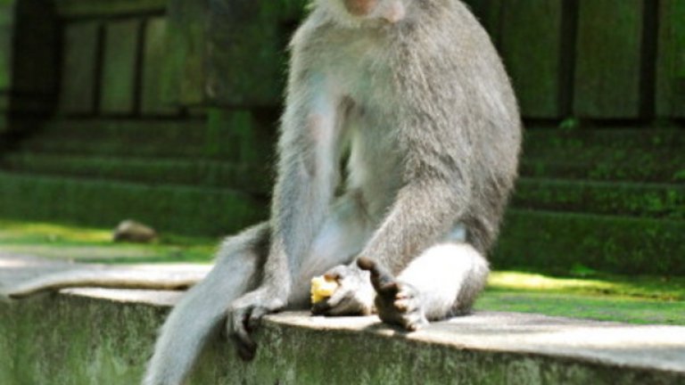 Бали, Индонезия: Пазете се от маймуните, ако сте близо до храма Улувату - в Индонезия крадците ходят на четири крака. Промъкват се безшумно зад гърба на туристите и вземат умело слънчевите им очила, портфейлите или фотоапаратите им, след което успяват бързо да избягат.

Минути след това мъже, облечени като служители по охраната на храма - но в действителност преподаватели, които обучават маймуни-крадци - ще ви кажат, че за няколко долара могат да убедят животните да се върнат с откраднатите стоки.