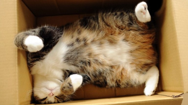 Мару, японската котка, която обича картонени кутии и има 300 клипа от 2007 година насам, както и милиони гледания