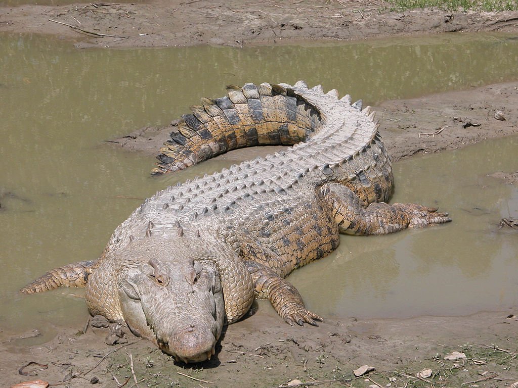 1024px-SaltwaterCrocodile('Maximo')