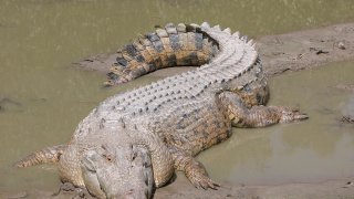 1024px-SaltwaterCrocodile('Maximo')