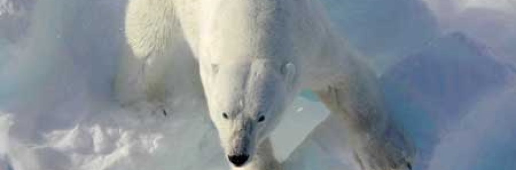 Polarbearonice
