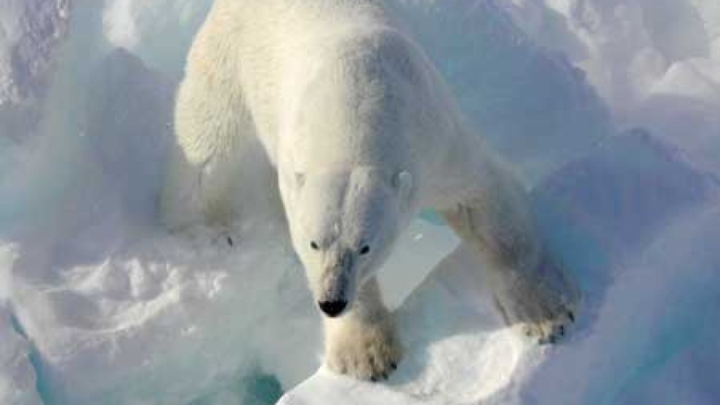 Polarbearonice