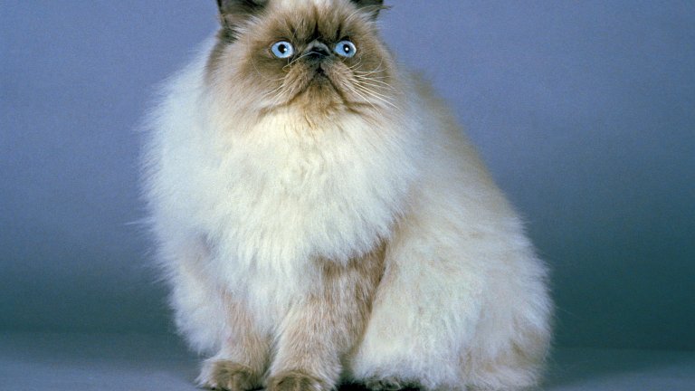 Хималайска котка
Това пък е котка с окраска и очи на сиамка и козина и външен вид на персийка, която е другият „родител“ на породата. Връзката ѝ с Хималаите е приликата с хималайския заек.
Козината ѝ е разкошна, но изисква доста поддръжка. Характерът също е от персийката – спокоен и лежерен.
