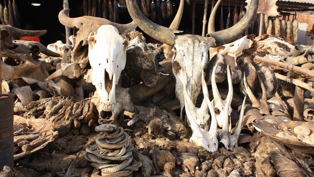 Skulls_at_Akodessawa_Fetish_Market_2008