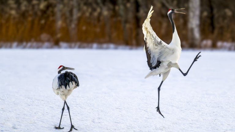 Най-смешните снимки на животни за 2025 г.