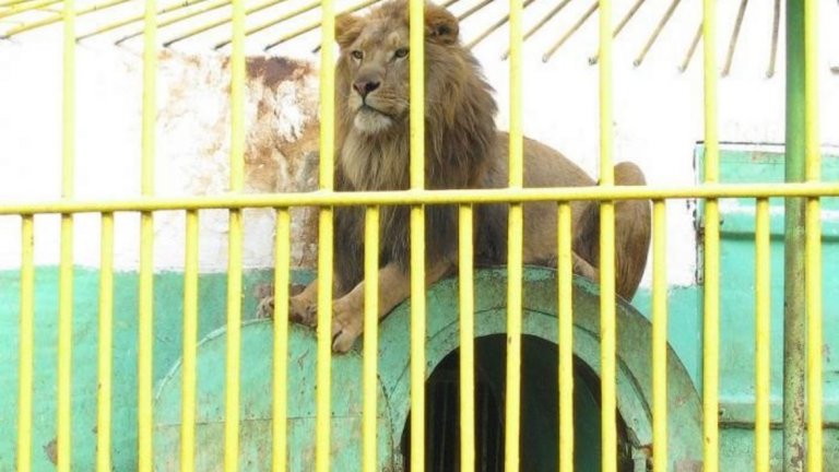 Лицензът на зоокъта не е подновяван от три години насам