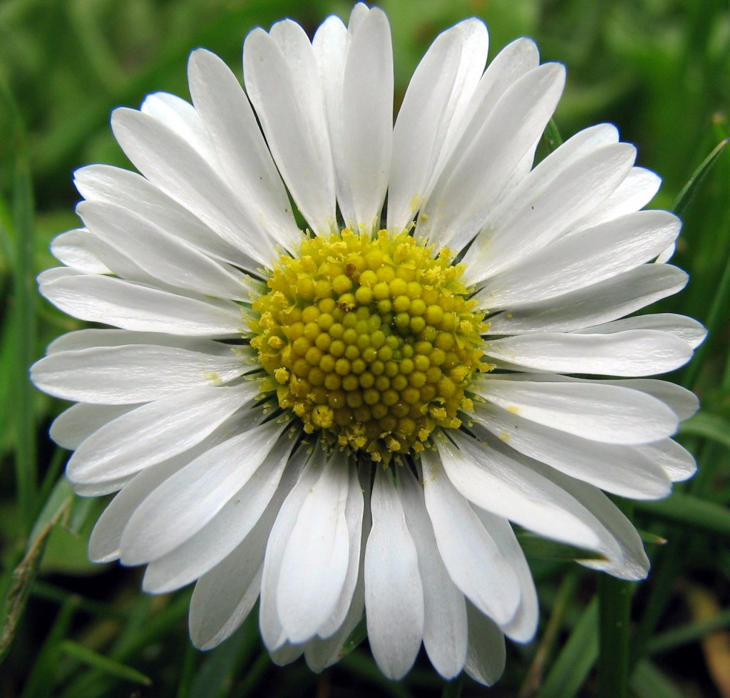 Bellis_perennis,_Daisy,_Madeliefje