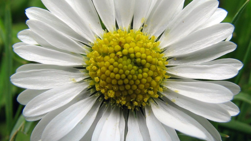 Bellis_perennis,_Daisy,_Madeliefje