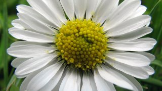 Bellis_perennis,_Daisy,_Madeliefje