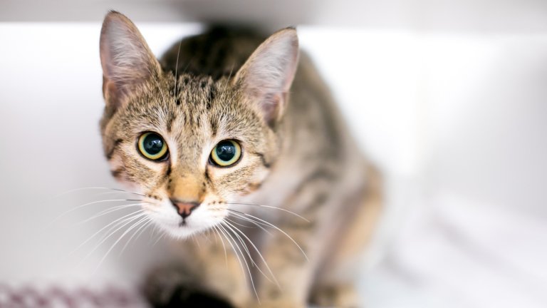 Краткият отговор е "не"