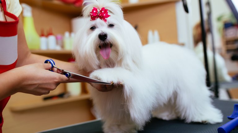 БолонкаБолонките са невероятно интелигентни кучета със силен инстинкт и нюх. У дома те са енергични и пълни с радост да са около собствениците си, навън обаче могат да се стреснат от всичко. Затова не си падат даже и по по-дълги разходки.