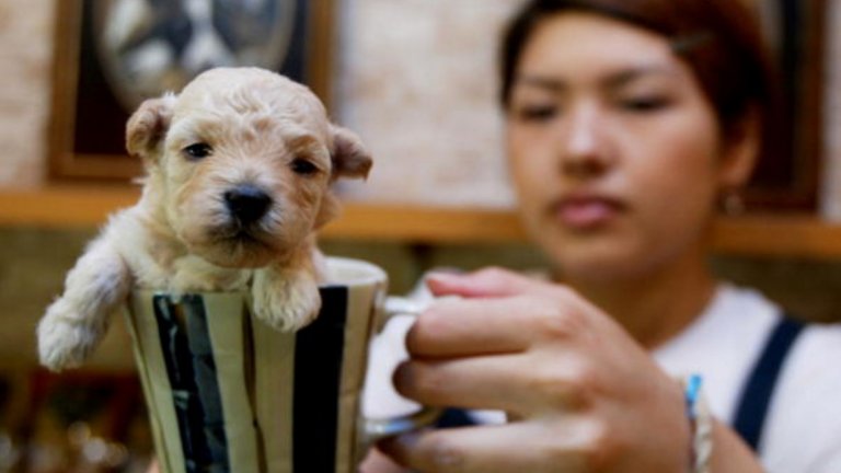 Активисти и защитници на правата на животните по целия свят се обявяват срещу продажбата на животни в зоомагазини