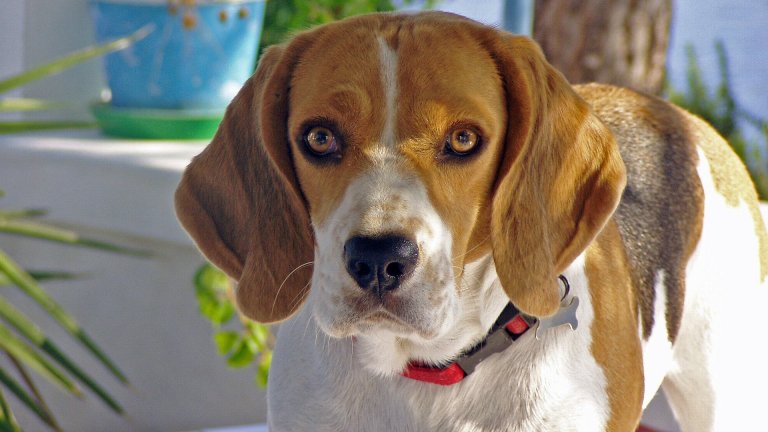 Бигъл
Тази енергична хрътка със симпатична физиономия и любов към децата и семейството, е бигъл. Тези кучета са вокални до степен тотален смях, обичат да пеят, вият, лаят, всичко. Може да ги взимате и на сериозно обаче: когато става дума за лов и надушване на дивеч или изчезнал човек, бигълите са ненадминати.